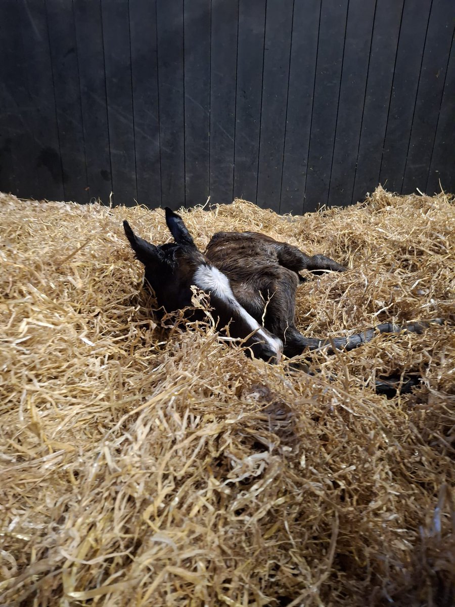 ferdlantstud's tweet photo. Born at 05:45 a filly by Good Guess followed at 07:30 by a colt by Big Evs. You wait for weeks for 2 foals to arrive less than 2 hours apart 🙄.
@HoStud https://t.co/YXy3FAFpu9