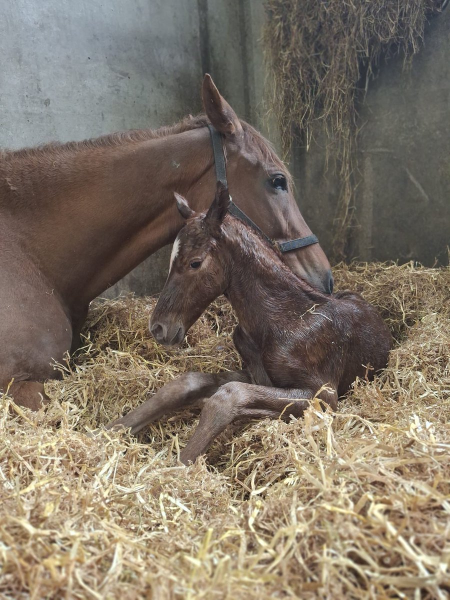 ferdlantstud's tweet photo. Born at 05:45 a filly by Good Guess followed at 07:30 by a colt by Big Evs. You wait for weeks for 2 foals to arrive less than 2 hours apart 🙄.
@HoStud https://t.co/YXy3FAFpu9