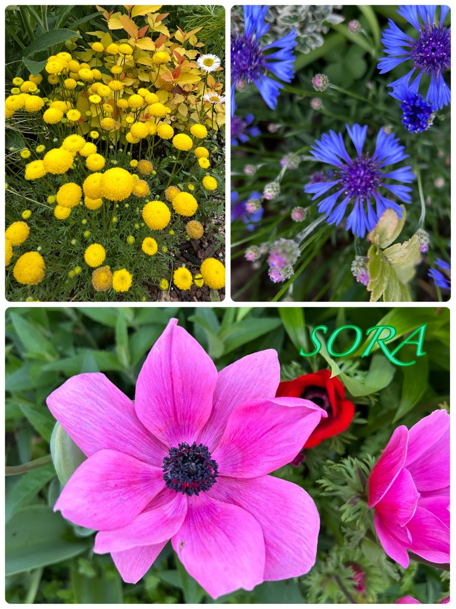 SORA ꕤ︎︎·͜· tweet media