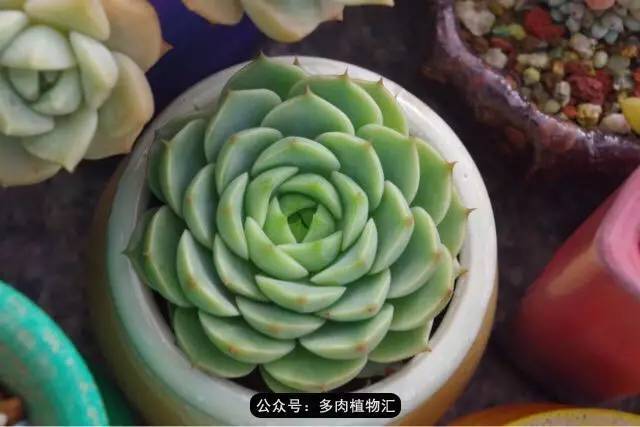 vajsivan's tweet photo. "Turn old teacups into tiny succulent planters!  Grab glue, pebbles u0026 soil—10 mins, zero cost (mostly!). Tag me if you try it! #DIYUpcycle #CraftHacks" https://t.co/9bH9w5ixZg