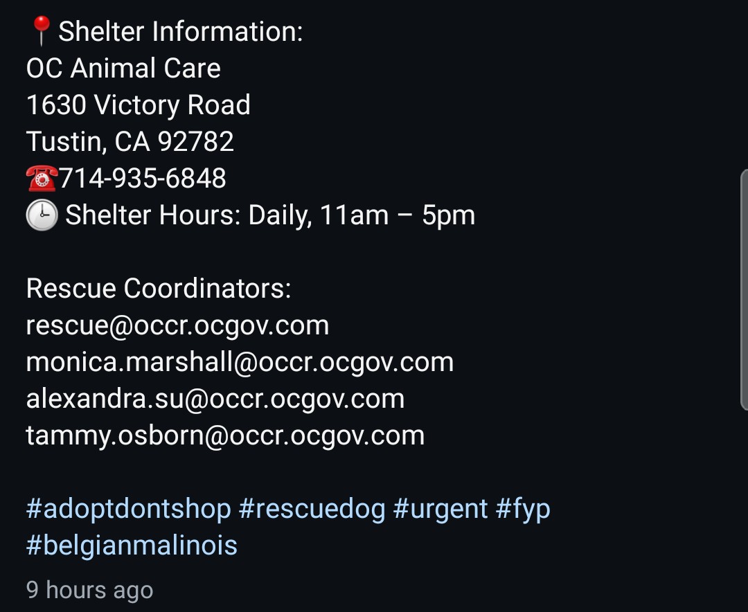 8415_n's tweet image. MERMAID #A1952116
9mo.#malinois #belgianmalinois
Dumped at a parking lot, she hid under a car. "Animal care" used a catchpole to pull her out from under it. With love &amp;amp; patience you'll win her trust. With trust, everything comes naturally.
#TustinCA #OrangeCounty #OC #SoCal #CA