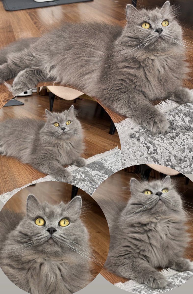 Kedili Kalpler tweet media