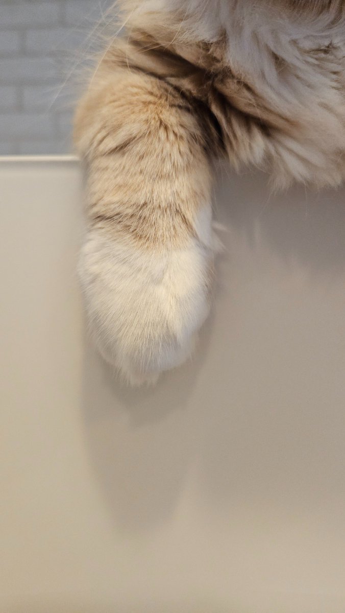 ( ੭🍑･ᴗ･ )੭🐱 tweet media