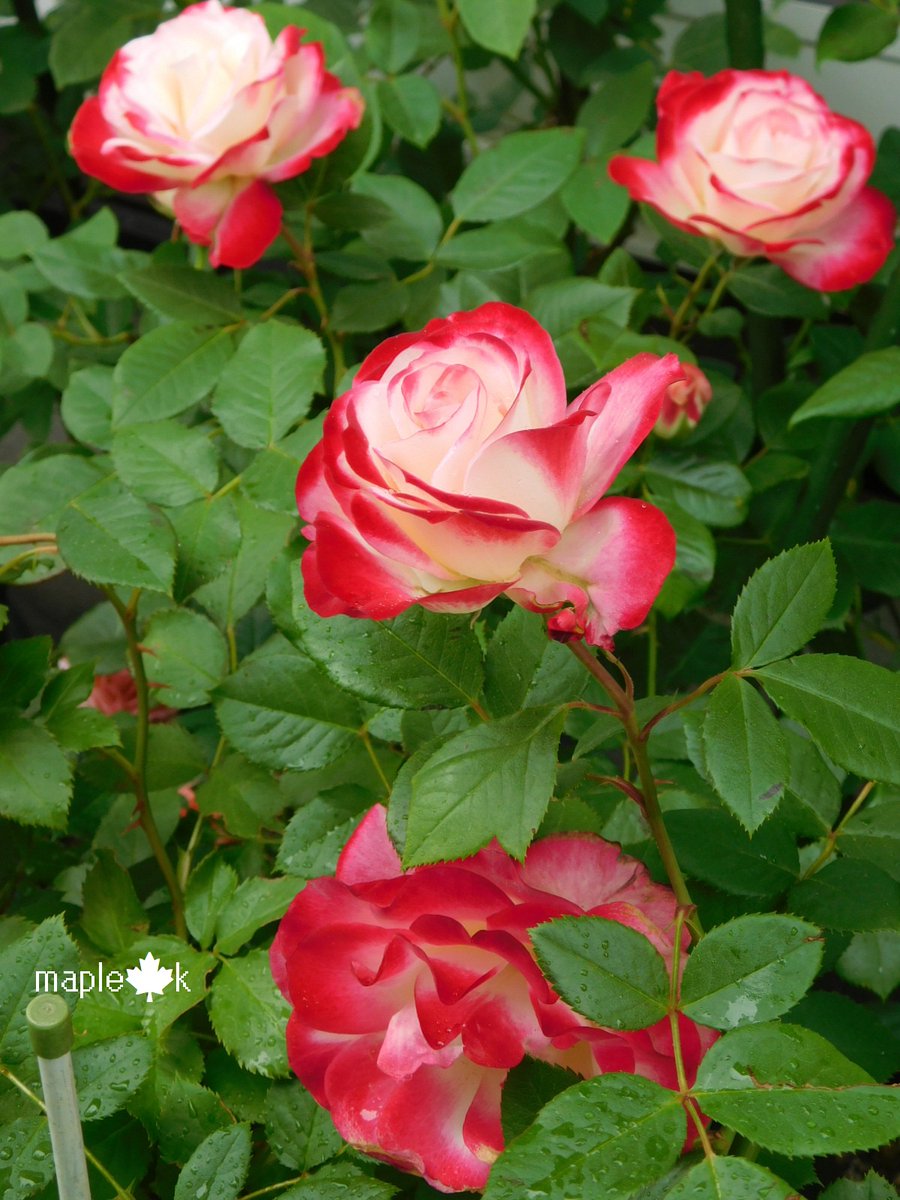 メープル 楓 tweet media