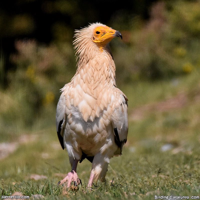 Birding Catalunya tweet media