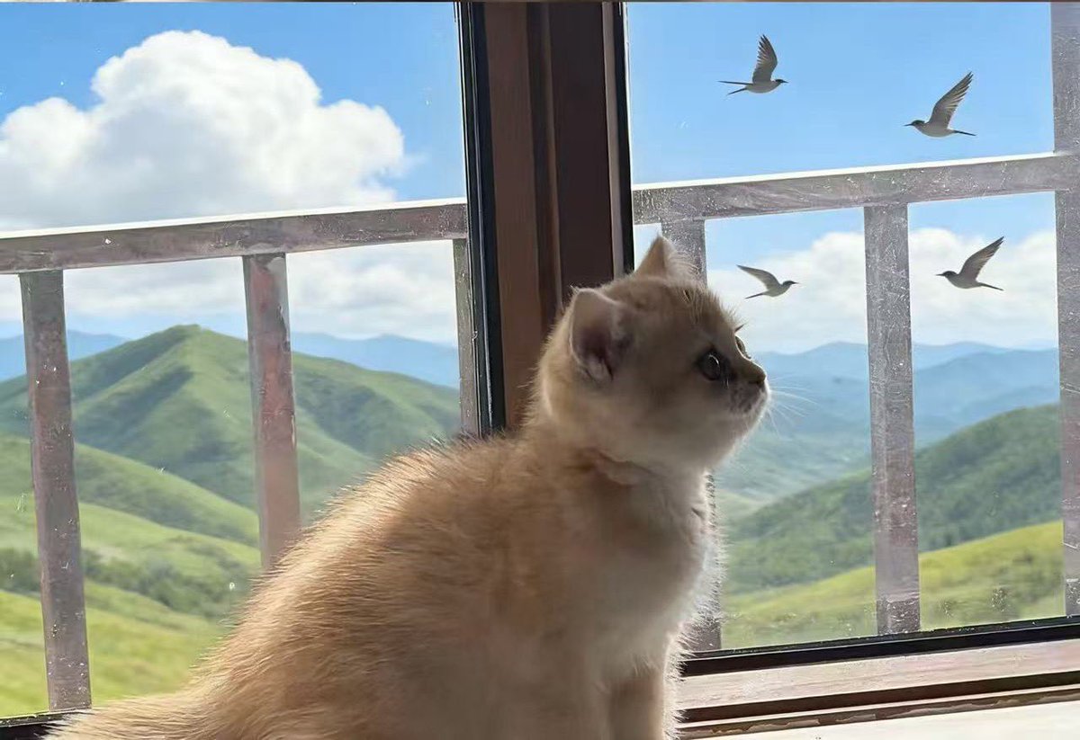 CryptoCat|猫姐🐈 tweet media