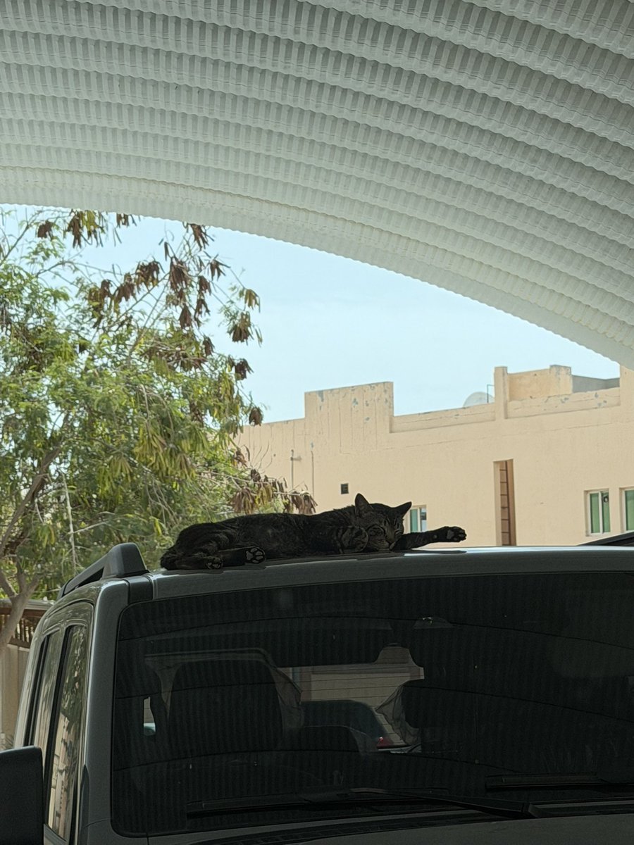 عبدالرحمن tweet media