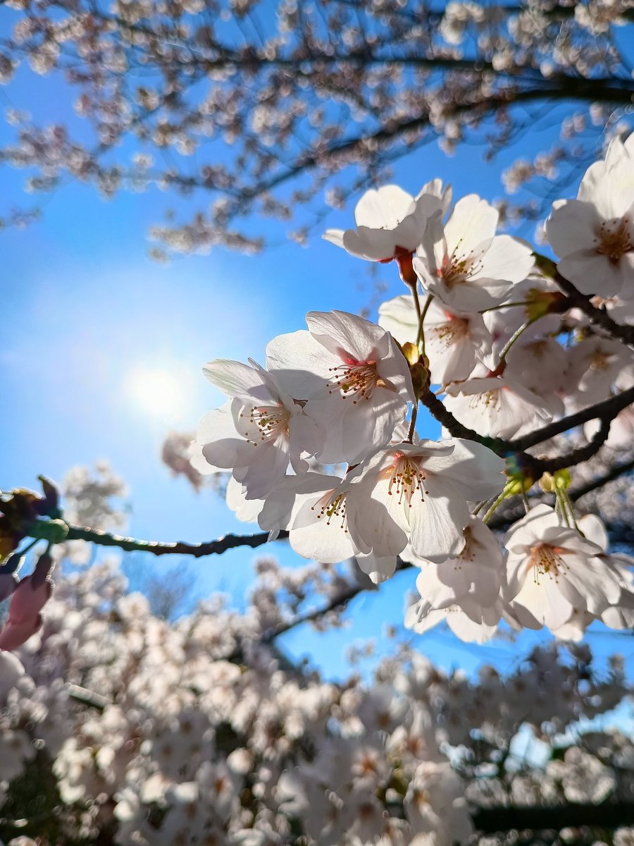 ぐんぐーーん・ω・🍀 tweet media