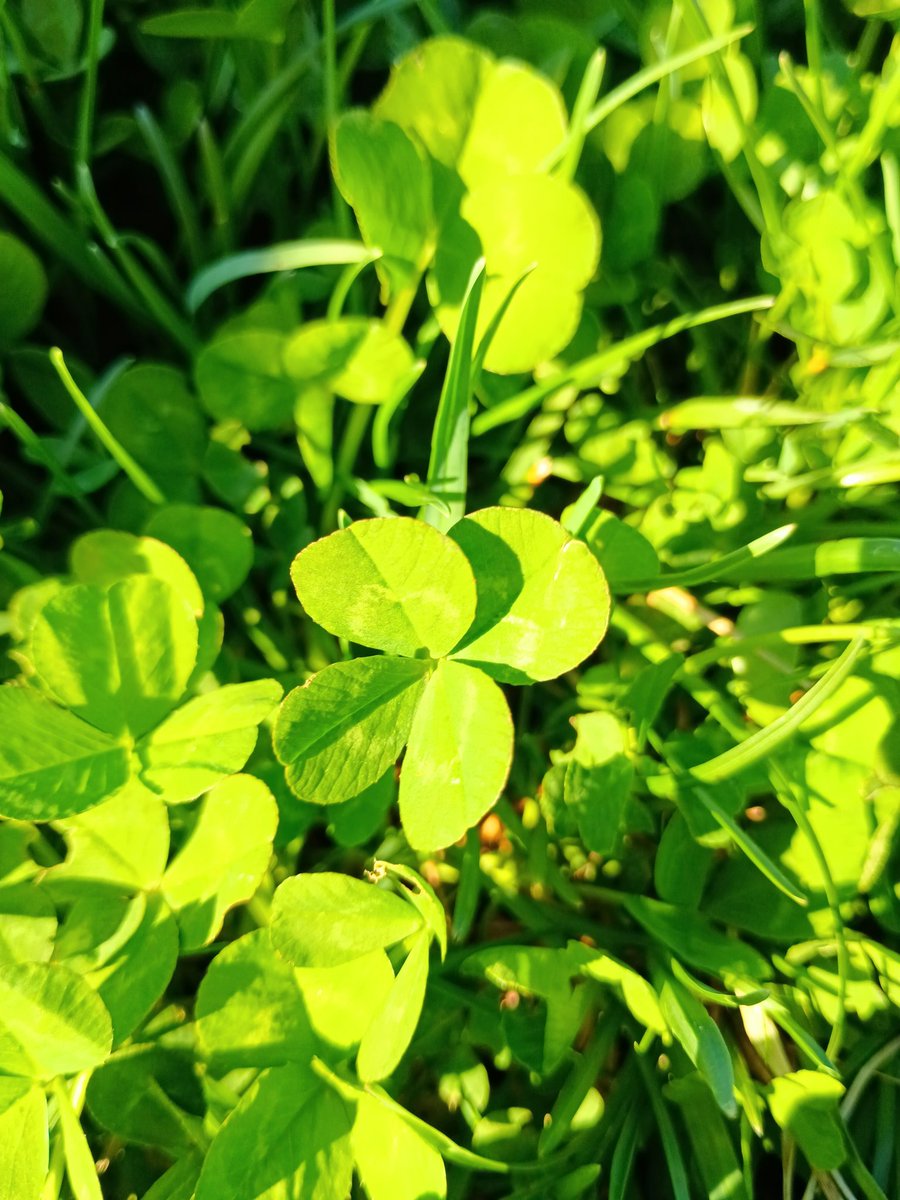 ぐんぐーーん・ω・🍀 tweet media