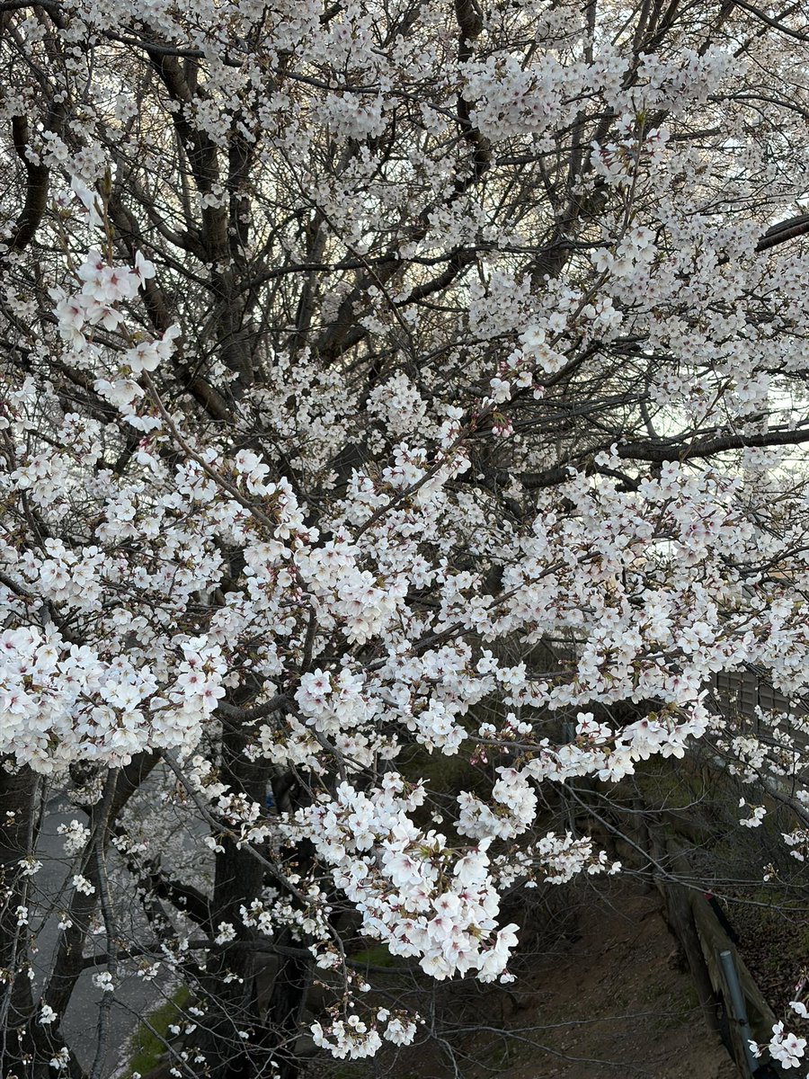 りんちゃん tweet media