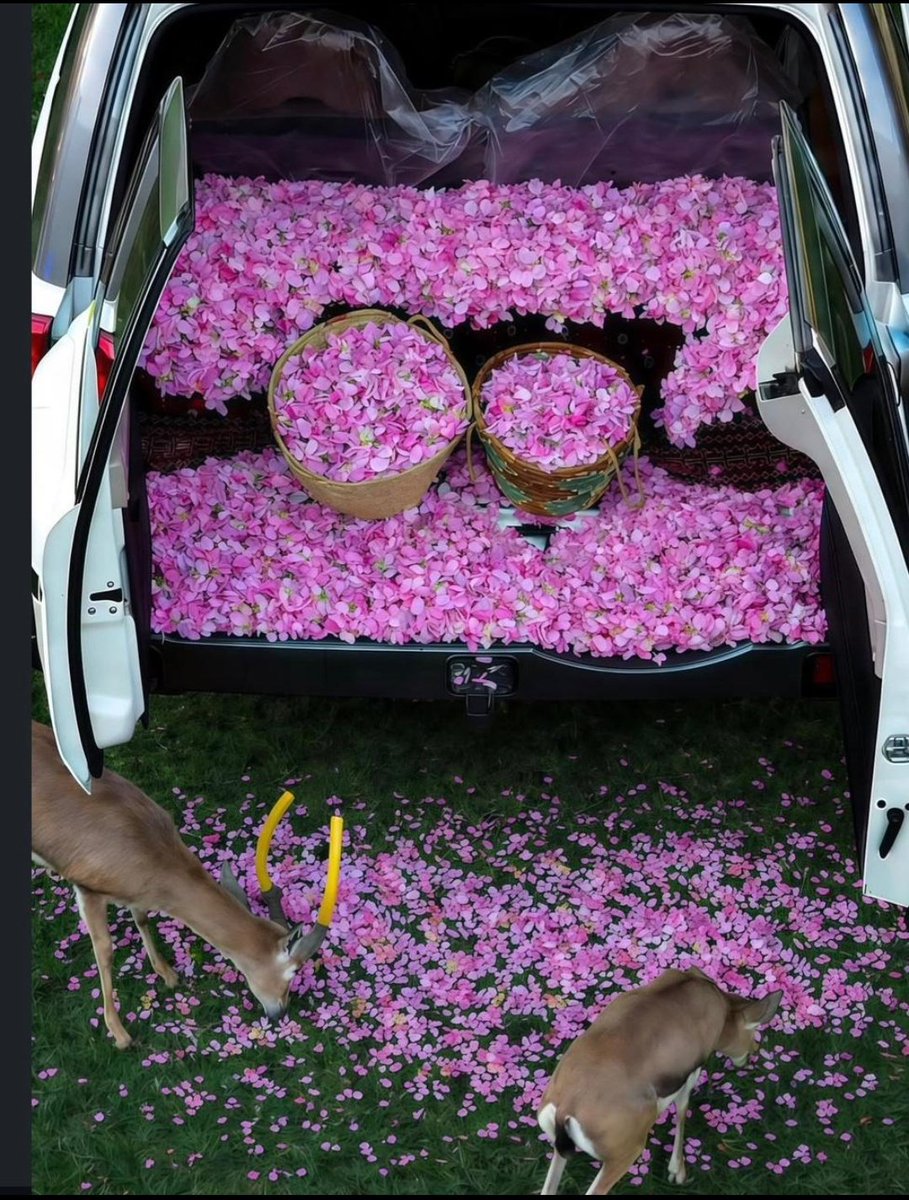 ✰ٓ✍*Senior teacher *✰ٓ✍ tweet media