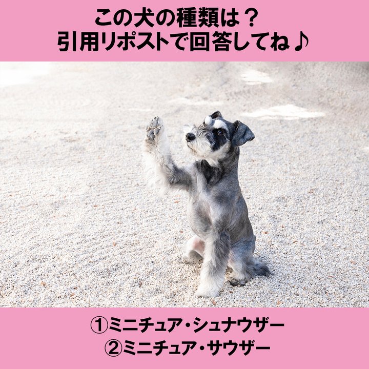 ①ミニチュア・シュナウザー