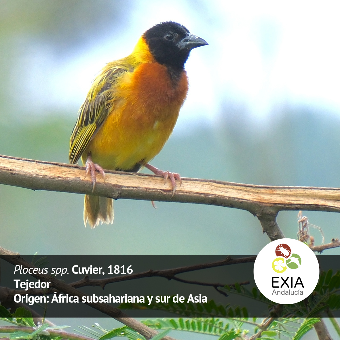 Proyecto LifeWatch ERIC - Sumhal tweet media