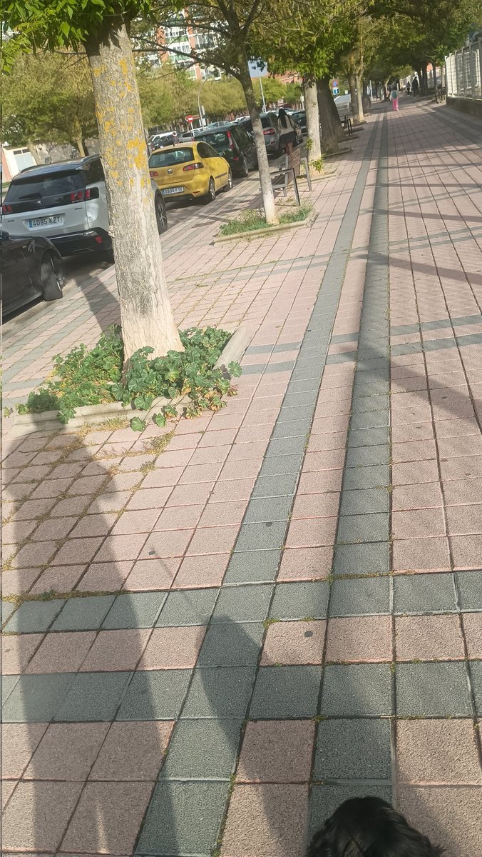 Adamomt's tweet photo. @mndres @Palencia_ayto hola me parece una vergüenza como está el barrio esto es Av/ San Telmo pero está todo el barrio de pena 😿 https://t.co/zq7MNiN7rc