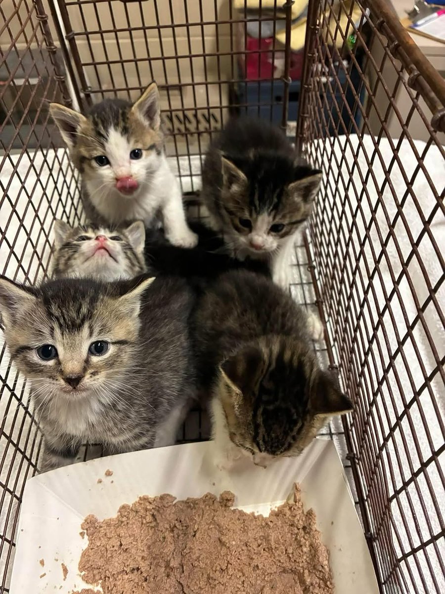 8415_n's tweet photo. #Catlovers needed for #kitties in #ModestoCA #Stanislaus #StanCounty #NorCal.

Kitties have no mama. Some need to be bottle-fed. Will be killed if nobody offers help.
Shelters offer workshops, teaching ppl how to care for them.

Helping pets is one of the best purposes in life. https://t.co/oGUaSsYz5o