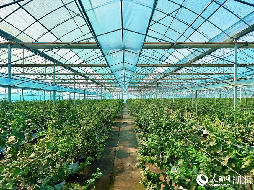 China Science tweet media