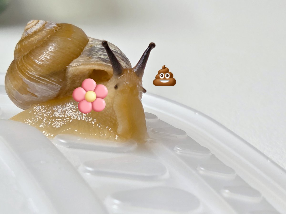 테풀잎 tweet media