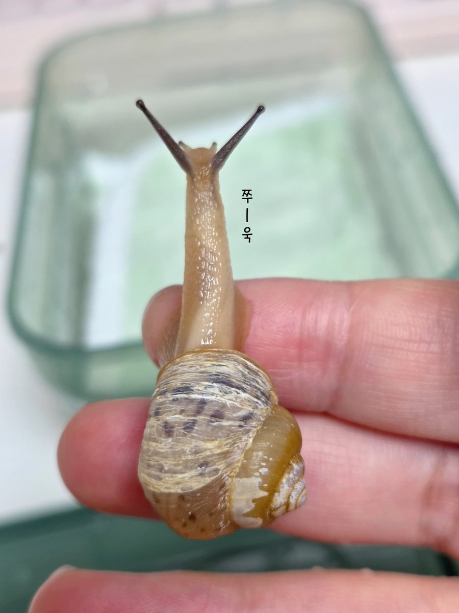 테풀잎 tweet media