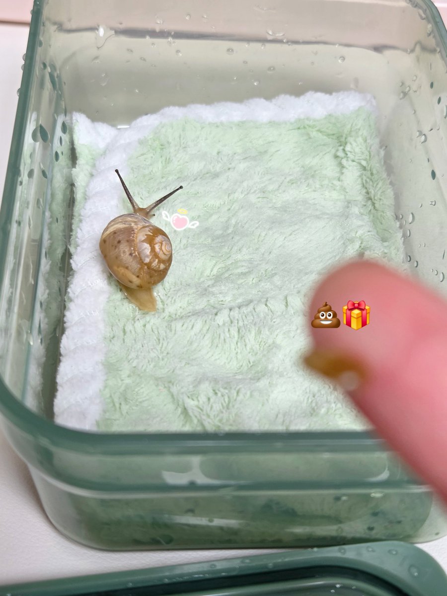 테풀잎 tweet media