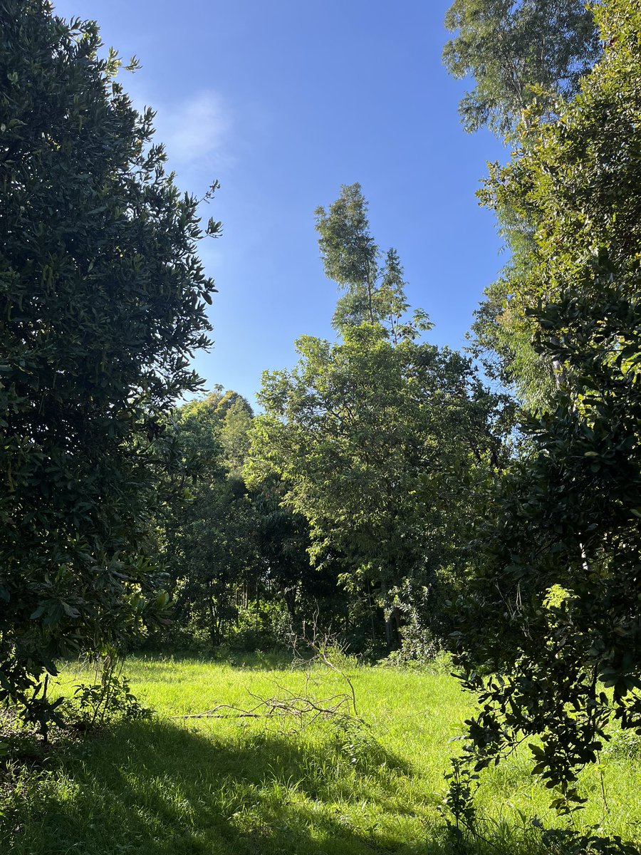 Kusudi 🌿 tweet media