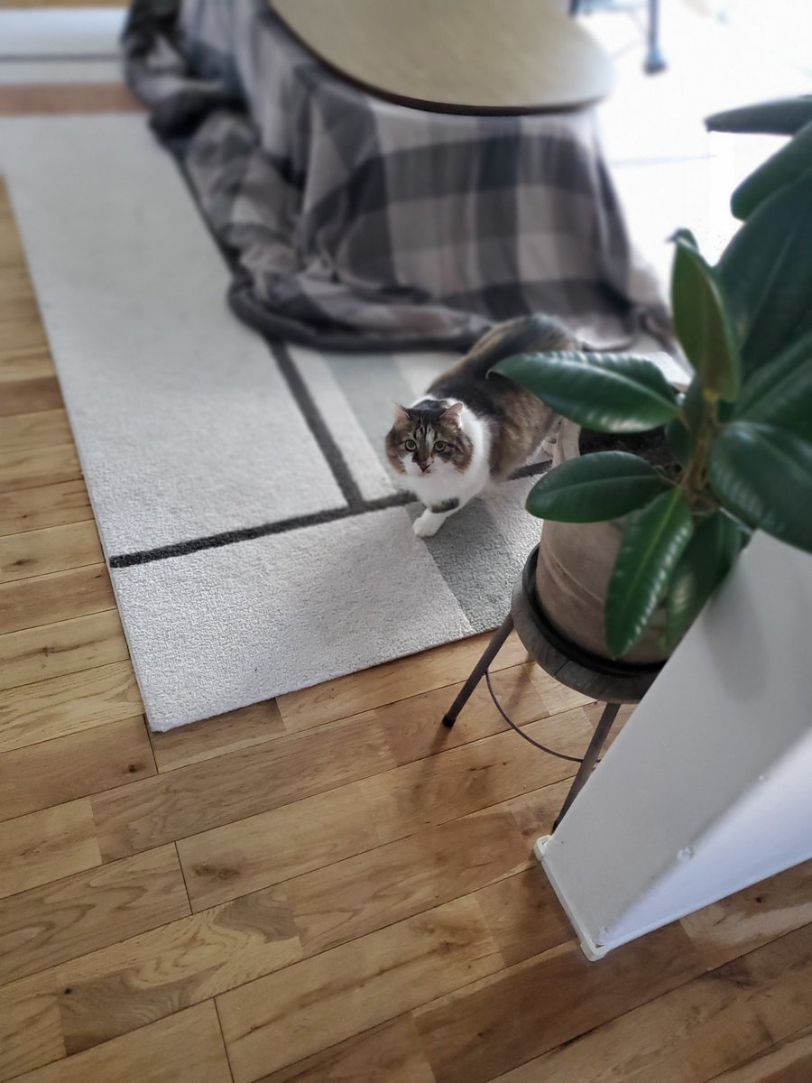 ねこのひと的な(chicory) tweet media