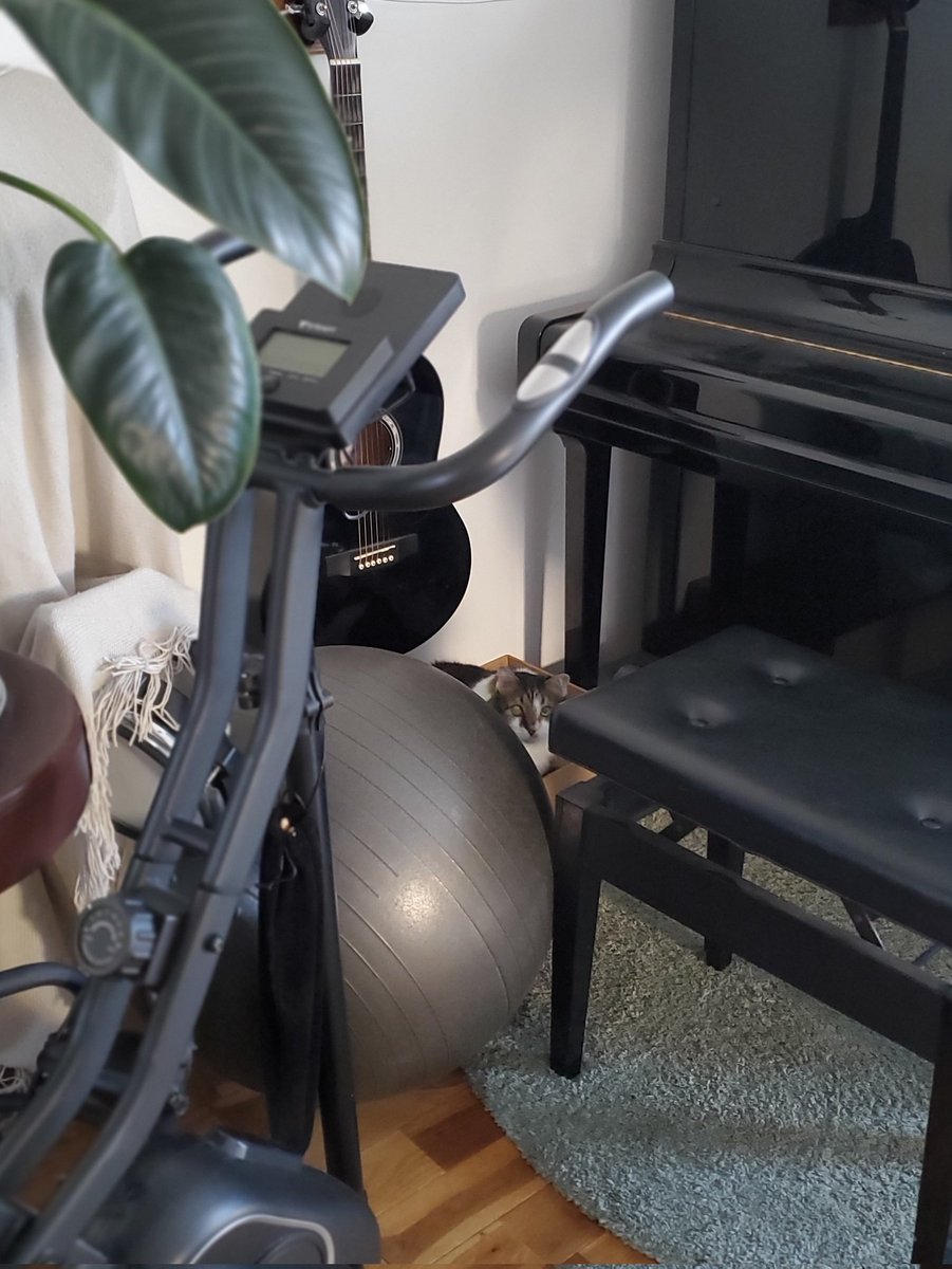 ねこのひと的な(chicory) tweet media