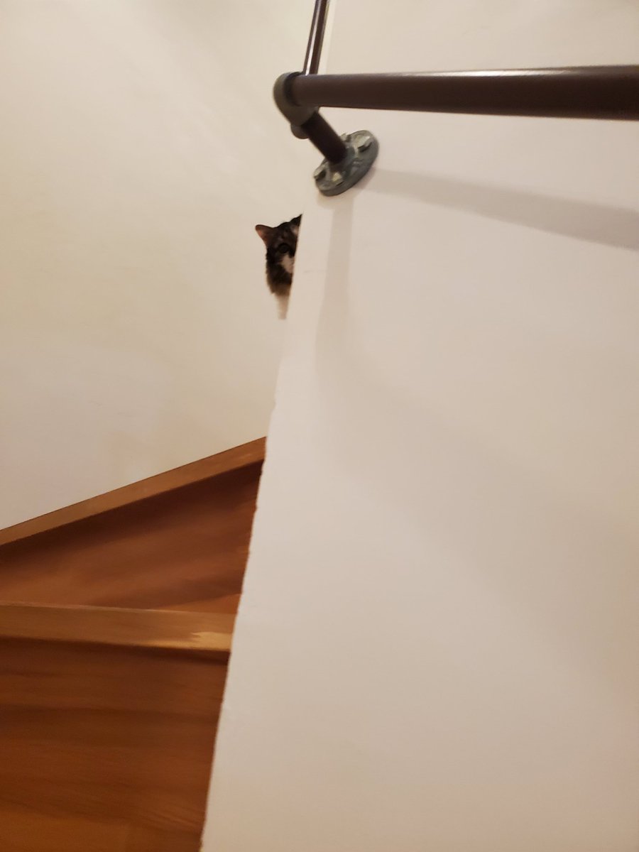 ねこのひと的な(chicory) tweet media