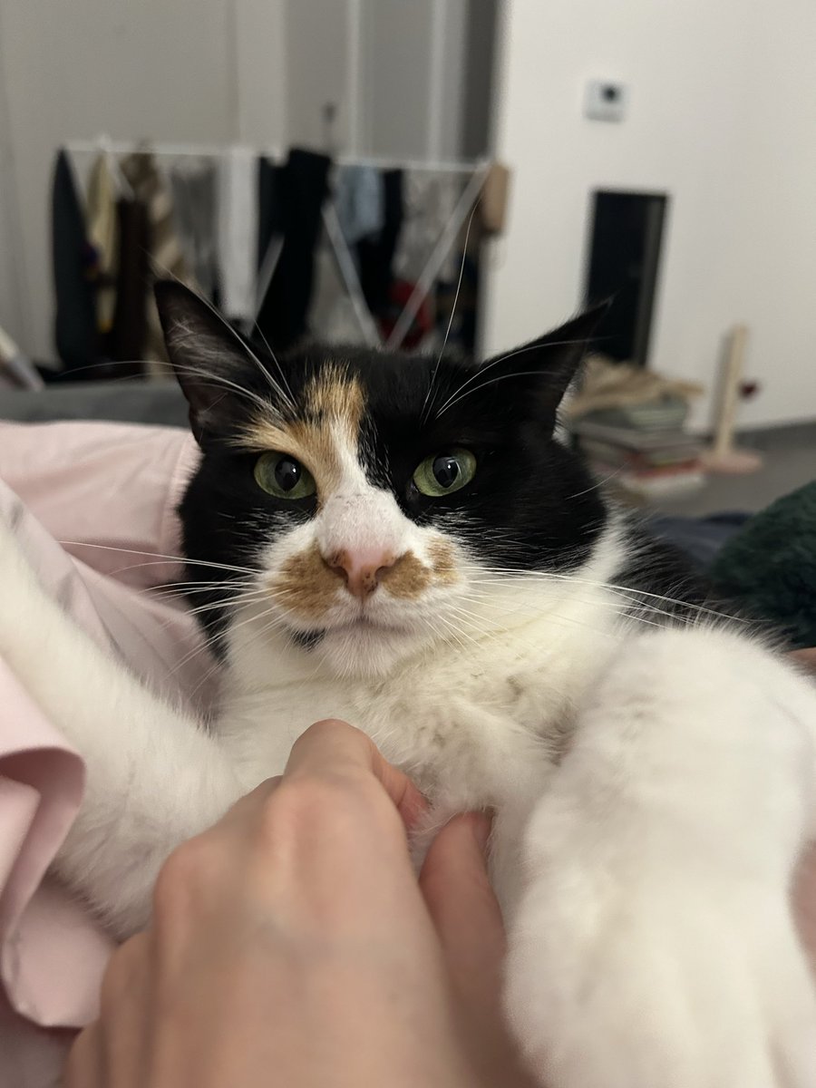 Tartelette tweet media