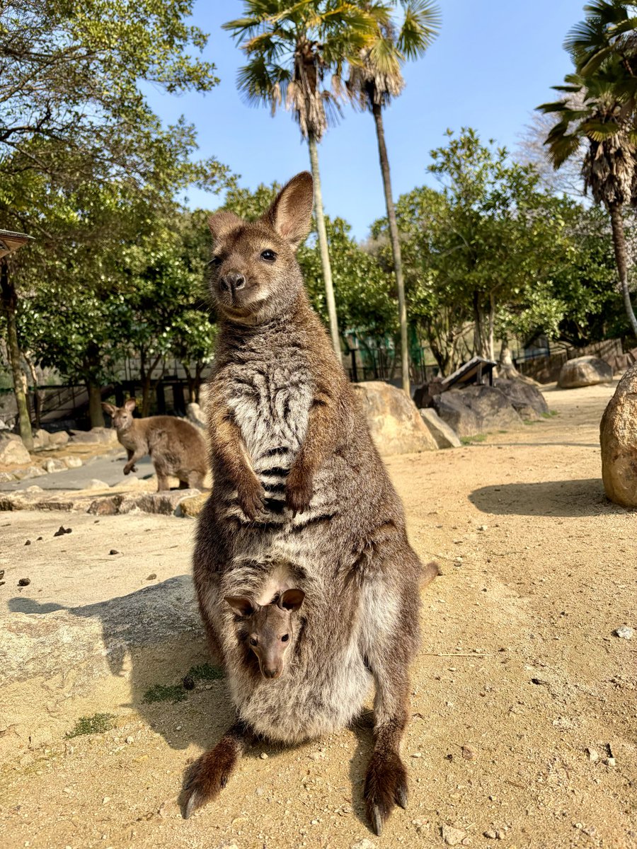 姫路セントラルパーク☆サファリ[公式] tweet media