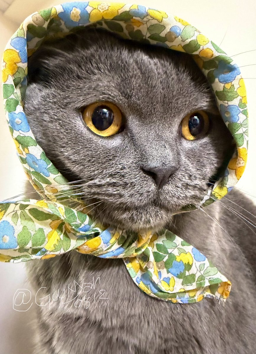 グーニャン tweet media