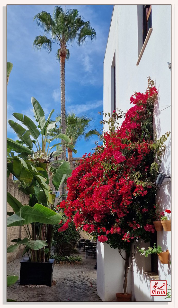 Vigía de Isbilya tweet media