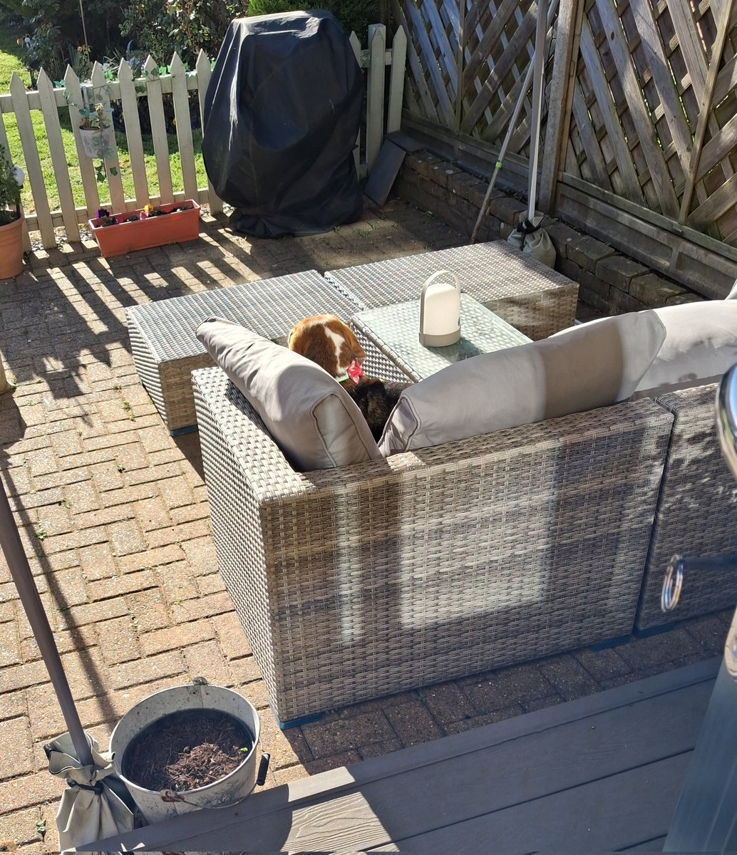 Today  I will be mainly sitting here,supervising  my garden 🙂