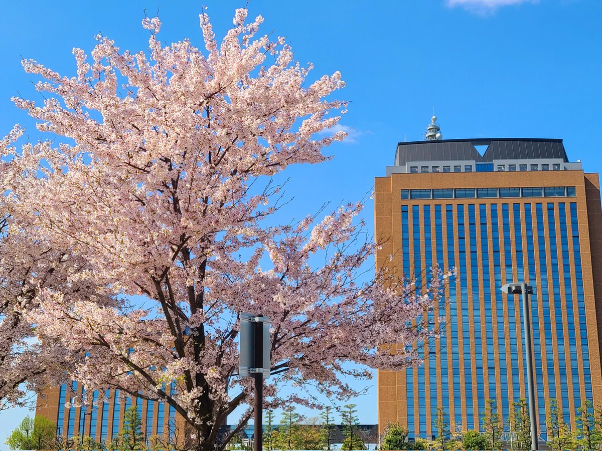 equal29360122's tweet photo. この時期にしか見れないであろう
桜と県庁の景色
天気も良く、アングルはいまいちだったが　とりあえずパシャリ
来年はアングルを調整しなきゃだな

#カメラで撮った写真をみんなで見せ合おう 
#ファインダー
#サクラ
#桜撮影 https://t.co/pU6i3xiCYs