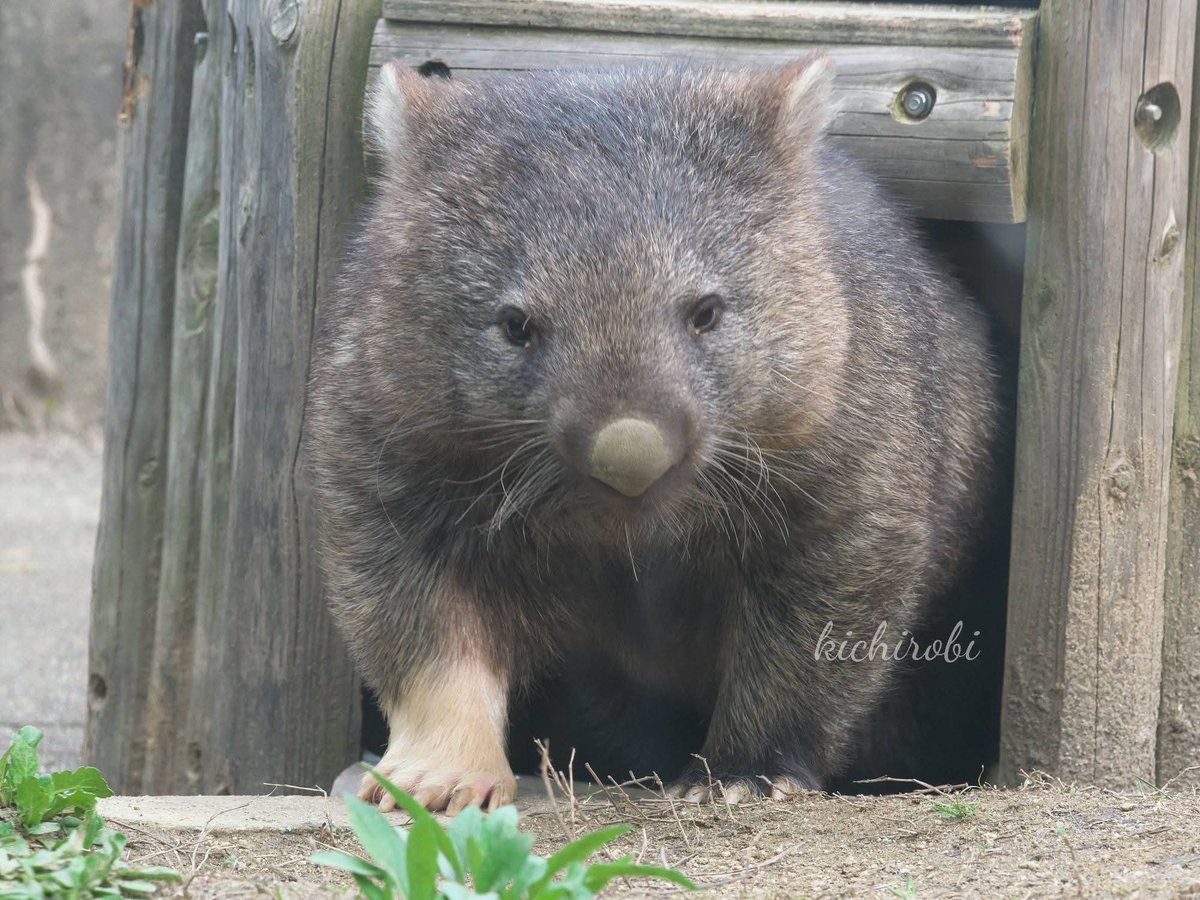 kichirobi tweet media