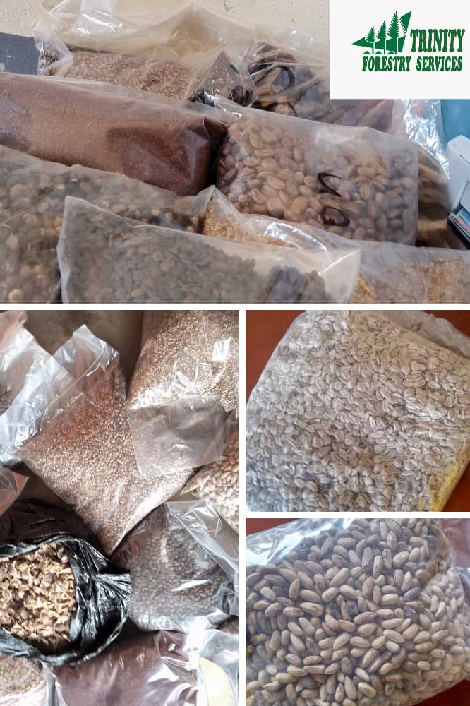 Trinity Forestry Services tweet media