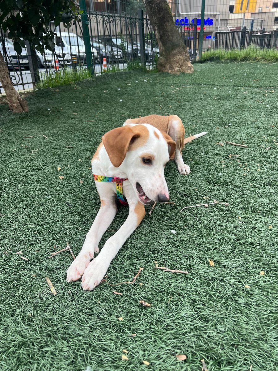 animallover tweet media