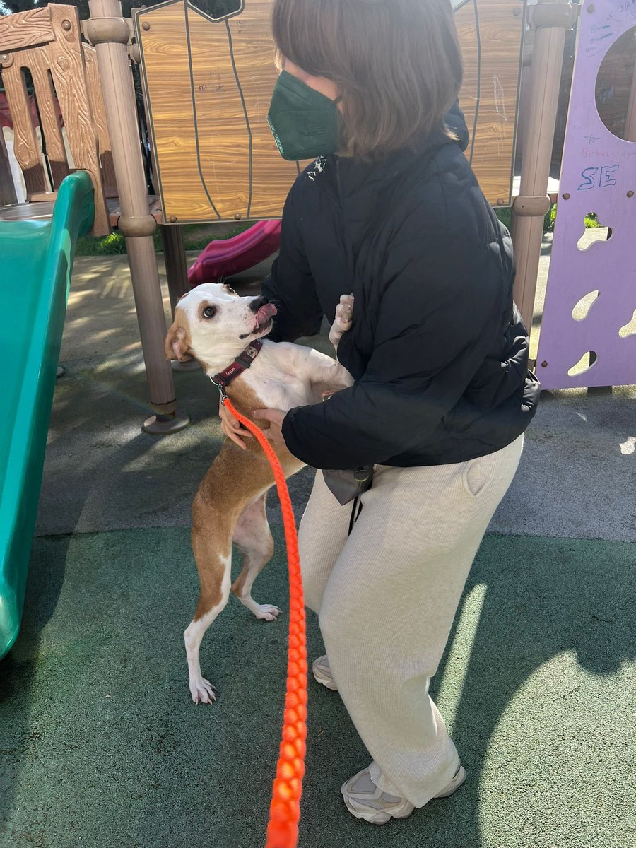 animallover tweet media