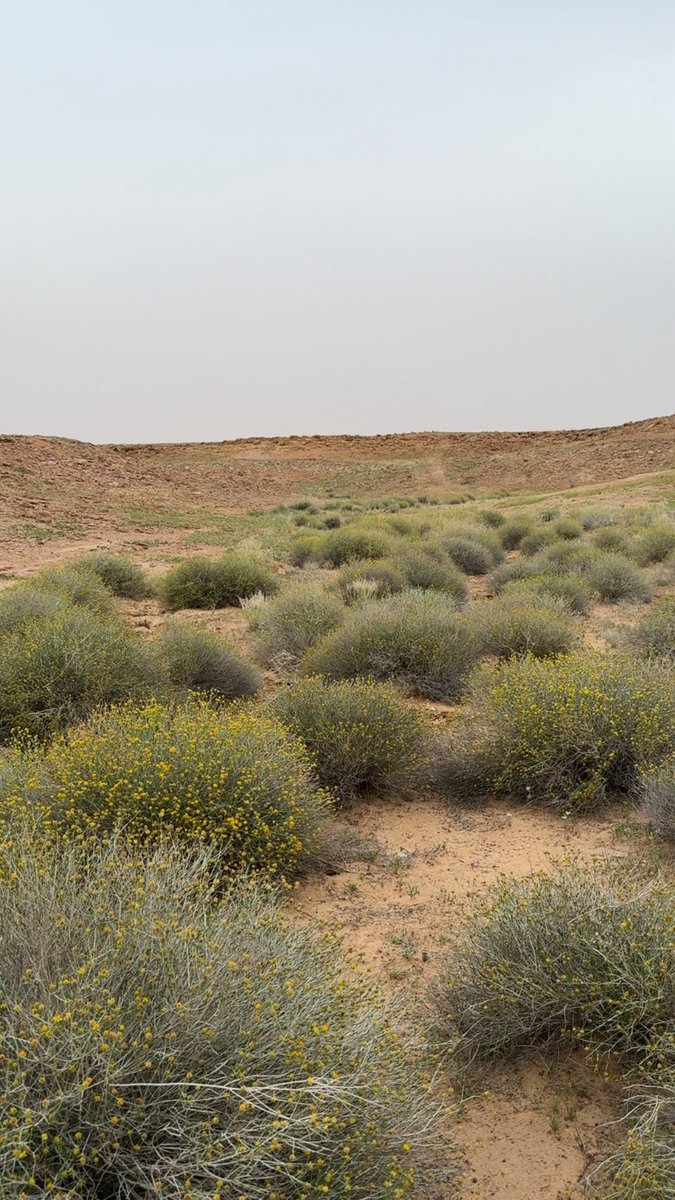 abdulrahman tweet media