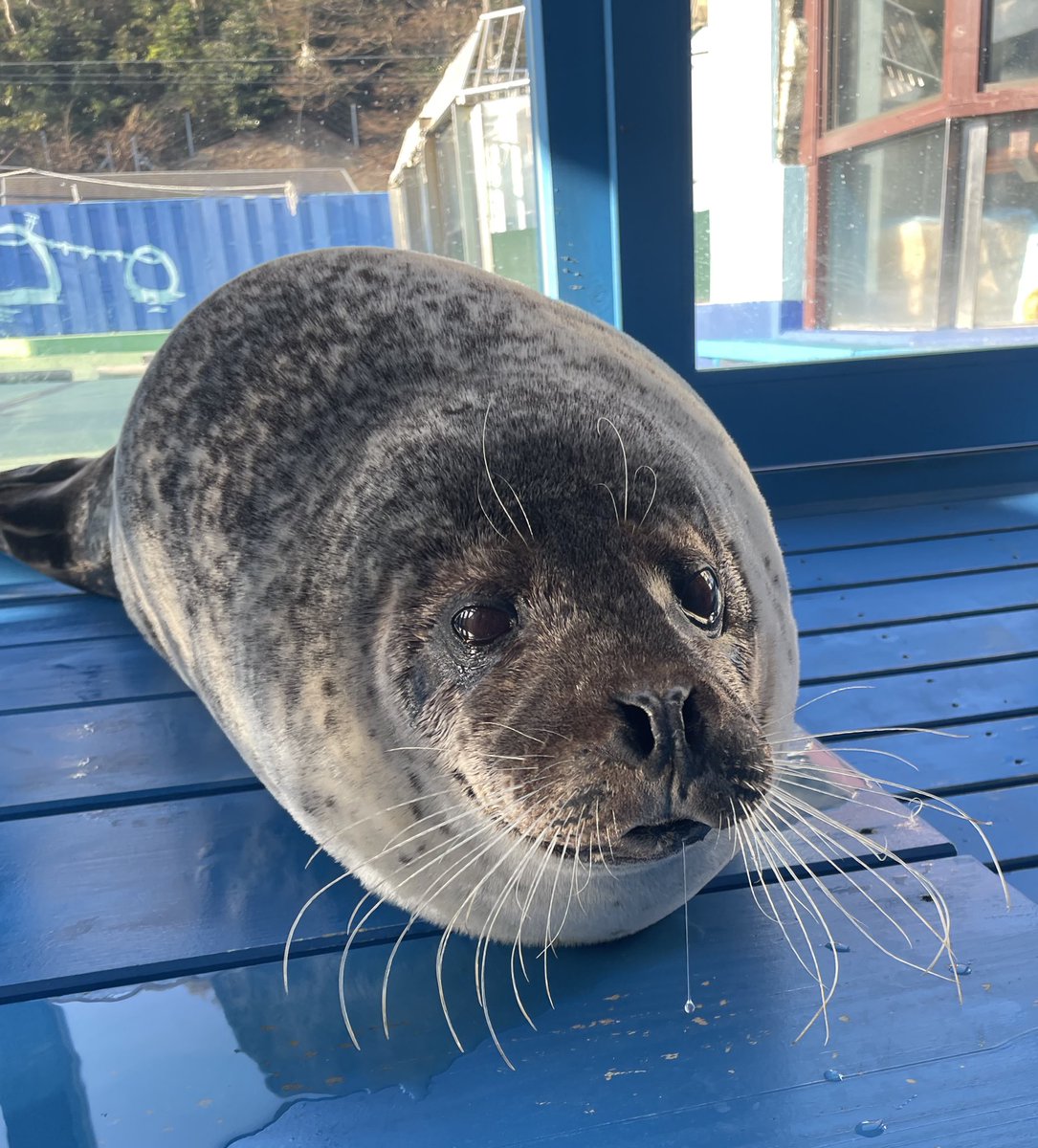 伊勢シーパラダイス【公式】 tweet media