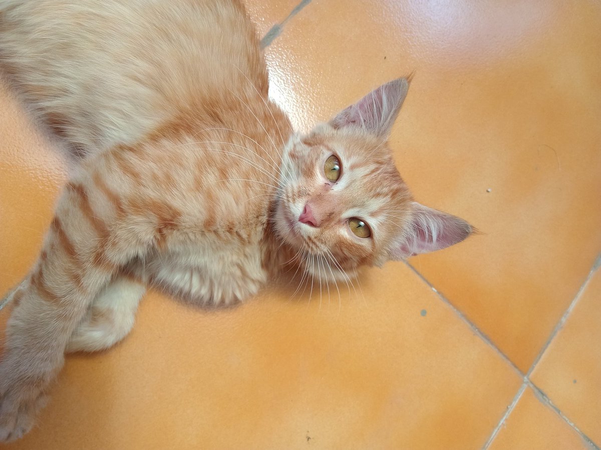mautsupremacy's tweet photo. Pune ppl please help me get this cute baby cat adopted. I found him abandoned in the society parking. He's litter trained and extremely playful. 

#AdoptDontBuy https://t.co/RuYoGGxcOf