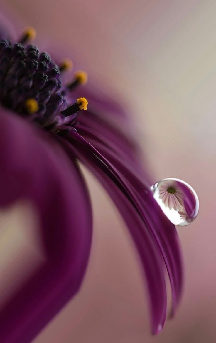 𝓝𝓲𝓵𝓾𝓯𝓮𝓻 🪷نيلوفر tweet media