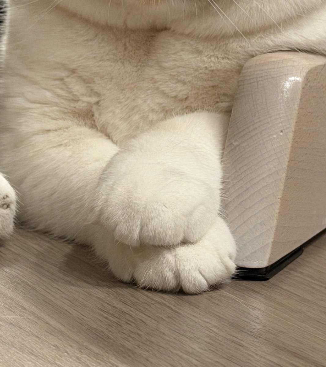 おあげ🍘 tweet media