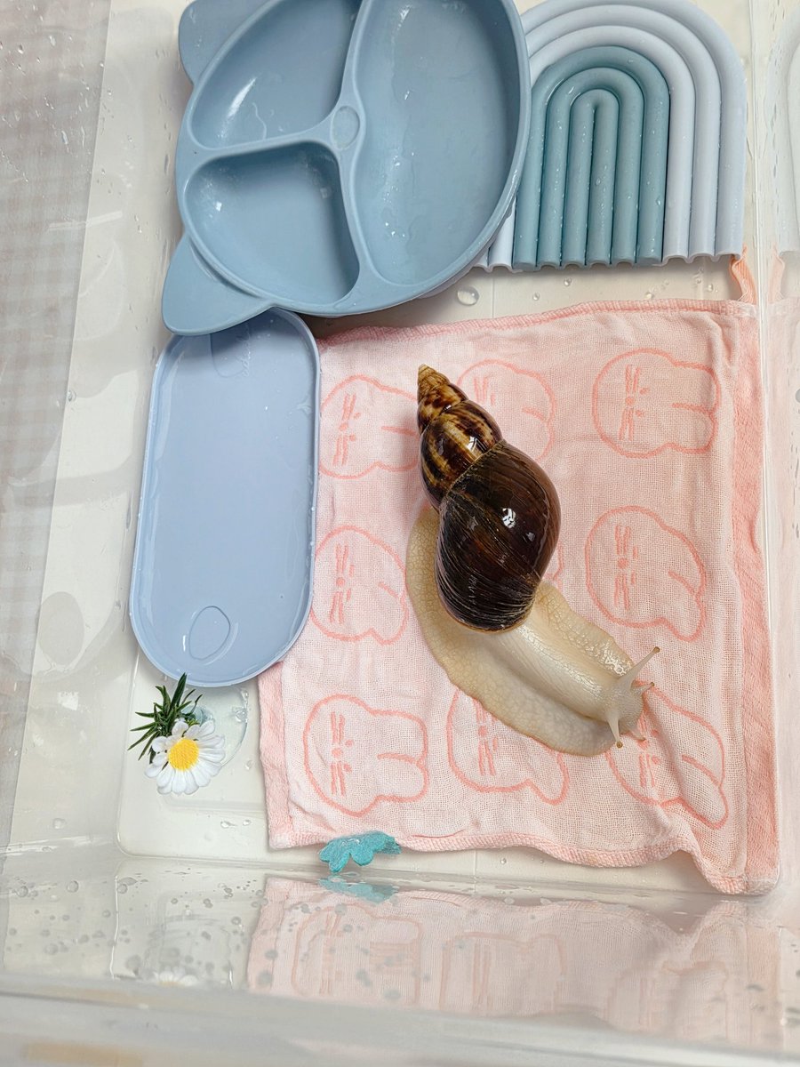 테풀잎 tweet media