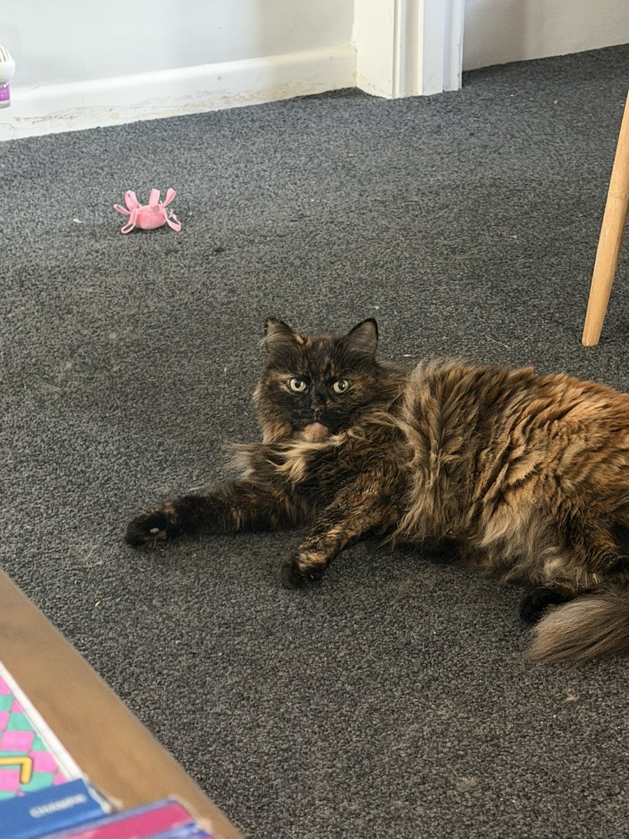 maple 🤍 tweet media