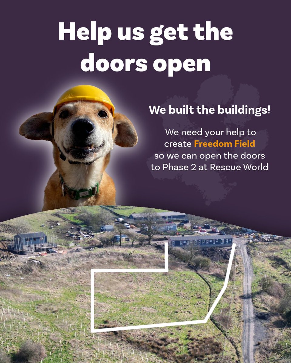 Dogs 4 Rescue tweet media