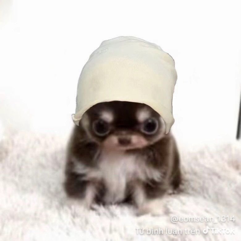 건빵호빵 (@keonpphopp) on Twitter photo 