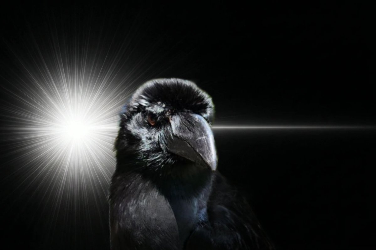 がーちゃんねる（※カラスの名前はクロです） tweet media