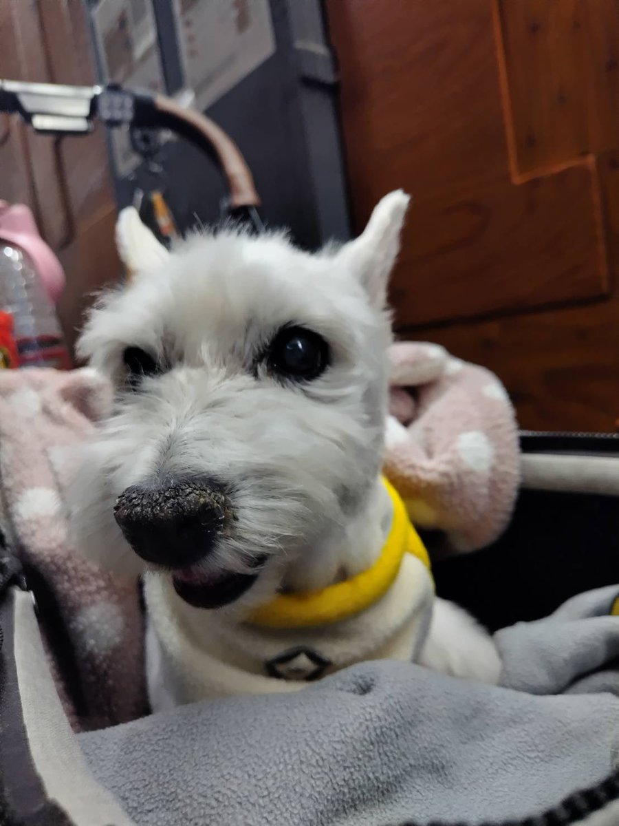 丸坊主になったちいちゃん、似合ってますか?🐶✂️ 作者の病気が再発し