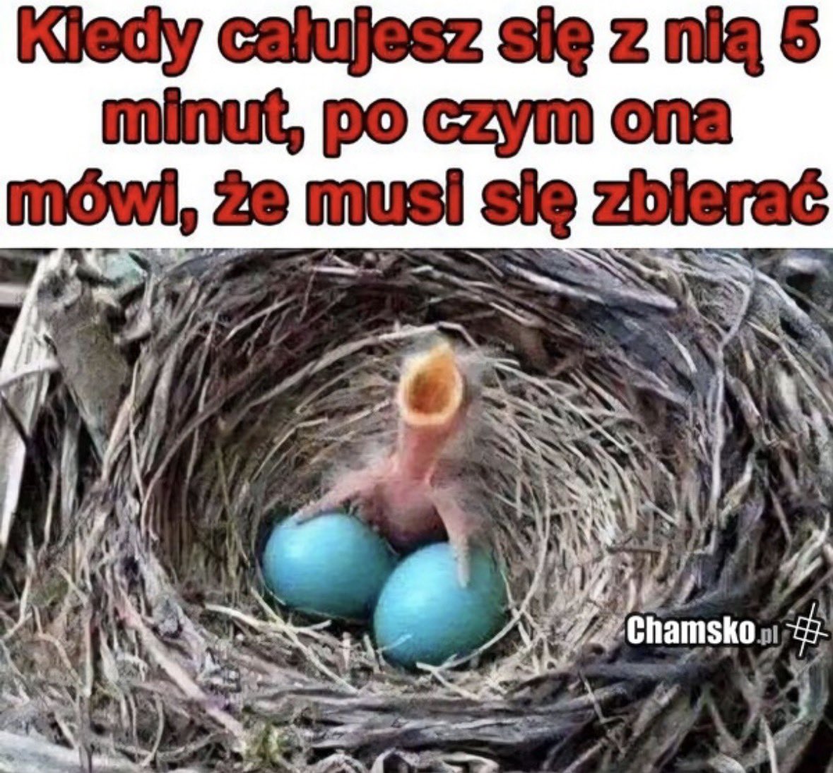 Pan Kotek 🦎 tweet media