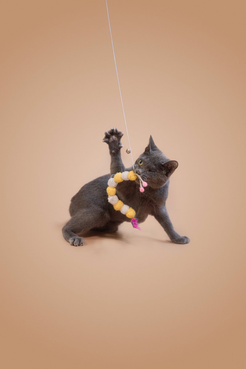 Soi Dog Adoptions tweet media